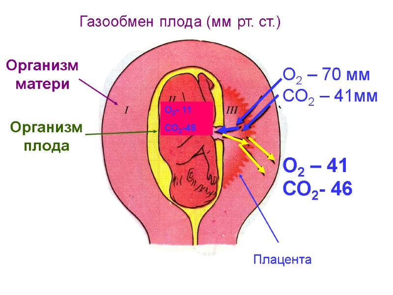 О2 – 70 мм СО2 – 41мм Организм матери Газообмен плода (мм рт. ст.)